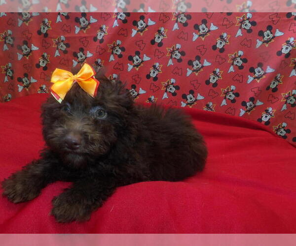 Medium Photo #3 F2 Aussiedoodle Puppy For Sale in PATERSON, NJ, USA