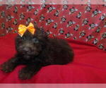 Small #2 F2 Aussiedoodle