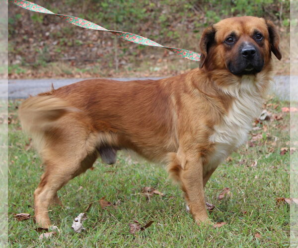 Medium Photo #3 Mutt Puppy For Sale in Prattville, AL, USA