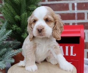 Cocker Spaniel Puppy for sale in HONEY BROOK, PA, USA