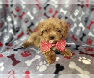 Cavapoo Puppy for sale in LAKELAND, FL, USA