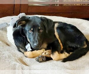 Ethan - Male Rottweiler-Unknown Mix Dog for Adoption - Photo #2