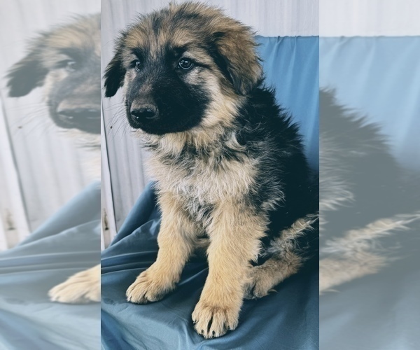 Medium Photo #7 King Shepherd Puppy For Sale in PEACH SPRINGS, AZ, USA