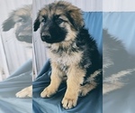 Small Photo #7 King Shepherd Puppy For Sale in PEACH SPRINGS, AZ, USA