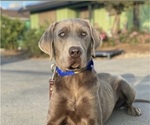 Small Photo #1 Labrador Retriever Puppy For Sale in TWAIN HARTE, CA, USA