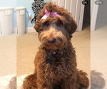 Small Photo #1 Labradoodle Puppy For Sale in NICHOLASVILLE, KY, USA