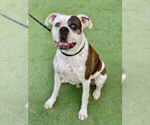 Boxer Dogs for adoption in Austin, TX, USA