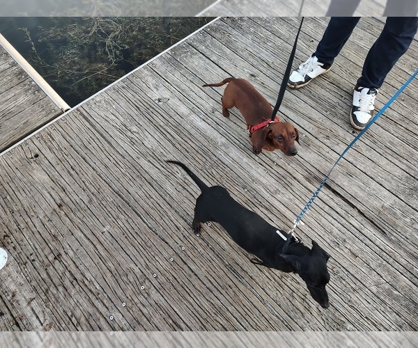 Medium Photo #1 Dachshund Puppy For Sale in HIGHLAND, IN, USA