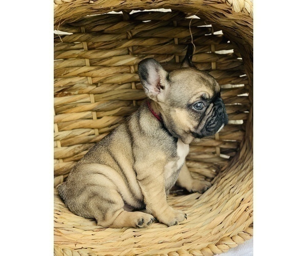 Medium Photo #7 French Bulldog Puppy For Sale in BAKERSFIELD, CA, USA