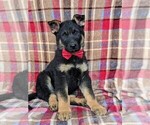 Small Photo #3 German Shepherd Dog Puppy For Sale in LEOLA, PA, USA