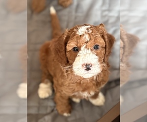 Goldendoodle (Miniature) Puppy for sale in SAINT MARYS, KS, USA