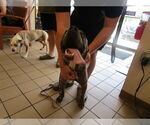Small American Pit Bull Terrier Mix