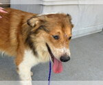 Small #1 Border Collie Mix