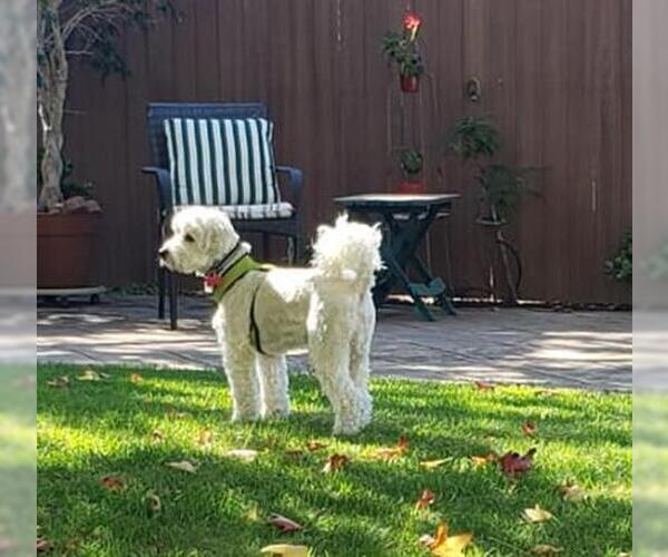 Medium Photo #7 Mutt Puppy For Sale in San Diego, CA, USA