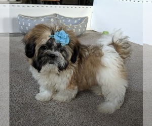 Shih Tzu Puppy for sale in FREDERICKSBURG, OH, USA