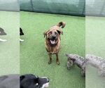 Small #2 Catahoula Leopard Dog-Pug Mix