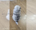 Small #4 Pomeranian