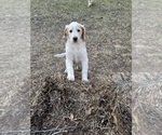 Small Photo #79 Aussie-Poo-Goldendoodle Mix Puppy For Sale in COMMERCE, MI, USA