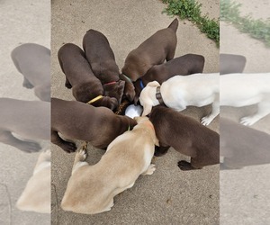 Labrador Retriever Puppy for sale in CLINTON, IA, USA