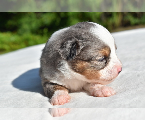 Medium Photo #7 Miniature Australian Shepherd Puppy For Sale in PALM COAST, FL, USA