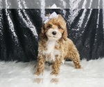 Image preview for Ad Listing. Nickname: Litter of 20