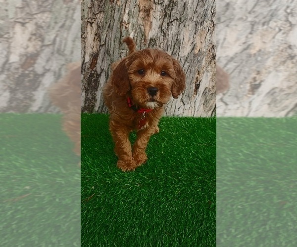 Medium Photo #3 Goldendoodle (Miniature) Puppy For Sale in INDIANAPOLIS, IN, USA