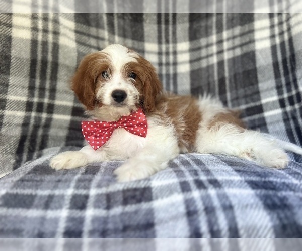 Medium Photo #11 Cavapoo Puppy For Sale in LAKELAND, FL, USA
