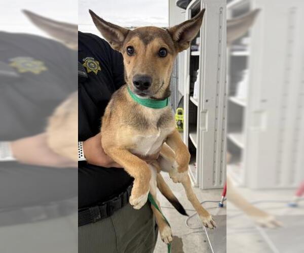 Medium Photo #1 German Shepherd Dog-Unknown Mix Puppy For Sale in Bakersfield, CA, USA