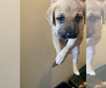 Small Photo #6 Labrador Retriever-Mutt Mix Puppy For Sale in BAKERSFIELD, CA, USA