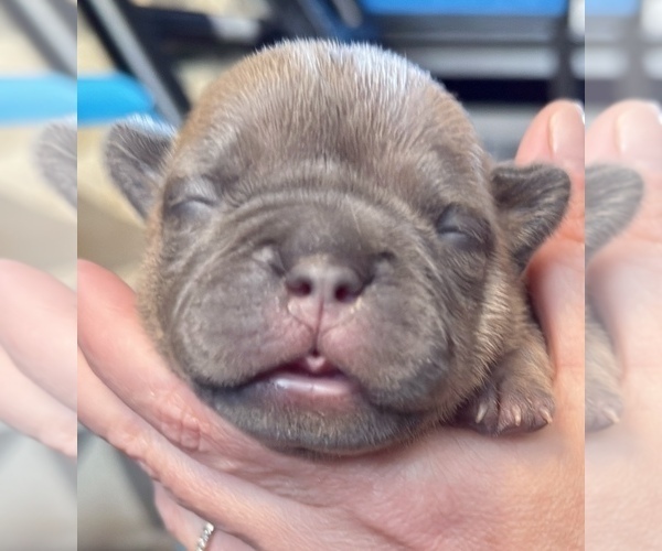 Medium Photo #4 American Bully-French Bulldog Mix Puppy For Sale in WINSTON-SALEM, NC, USA