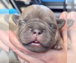 Small #3 American Bully-French Bulldog Mix
