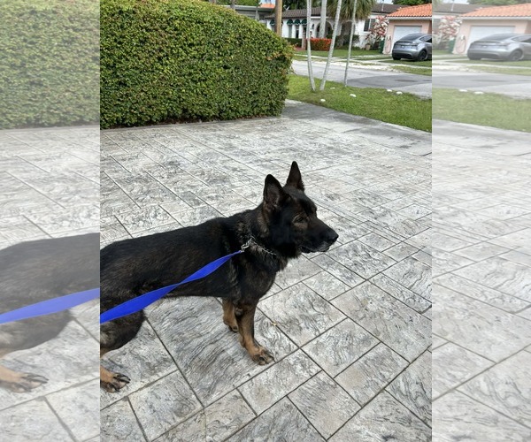 Medium Photo #1 German Shepherd Dog Puppy For Sale in Plantation, FL, USA