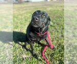 Small Photo #5 Labrador Retriever-Unknown Mix Puppy For Sale in Rowlett, TX, USA