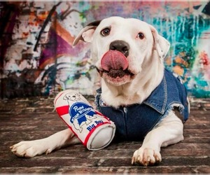 Dek - Male American Pit Bull Terrier-Unknown Mix Dog for Adoption - Photo #2
