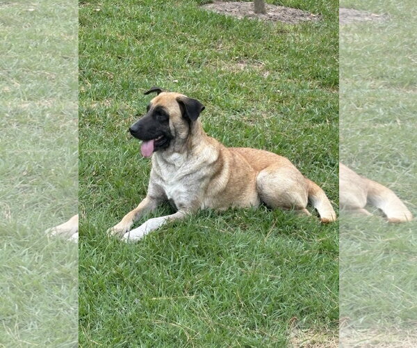Medium Photo #3 Mutt Puppy For Sale in The Woodlands, TX, USA