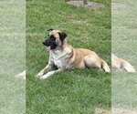 Small #2 Mutt
