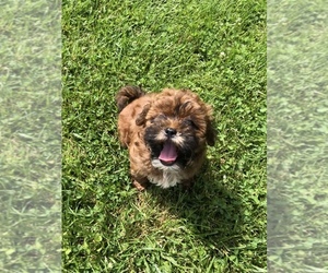 ShihPoo Puppy for sale in WALTON, KY, USA