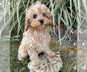 Cavapoo Puppy for Sale in MIDDLEBURY, Indiana USA