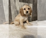 Small Photo #6 Cocker Spaniel Puppy For Sale in CANOGA, NY, USA