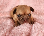 Small #10 French Bulldog