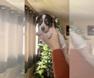 Dachshund Puppy for sale in LIVINGSTON, CA, USA