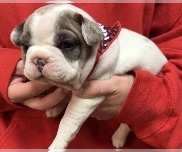 Medium Photo #19 French Bulldog Puppy For Sale in WEXFORD, PA, USA