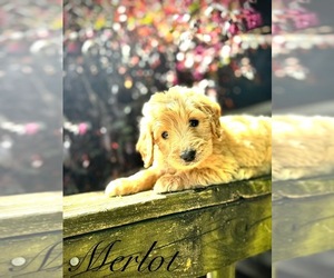 Goldendoodle Puppy for Sale in MARION, South Carolina USA