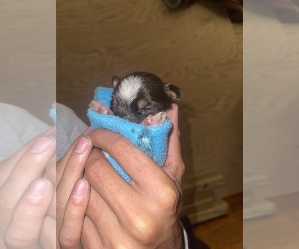 Medium Photo #28 Yorkshire Terrier Puppy For Sale in ROCKFORD, IL, USA