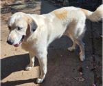 Small #1 Great Pyrenees Mix