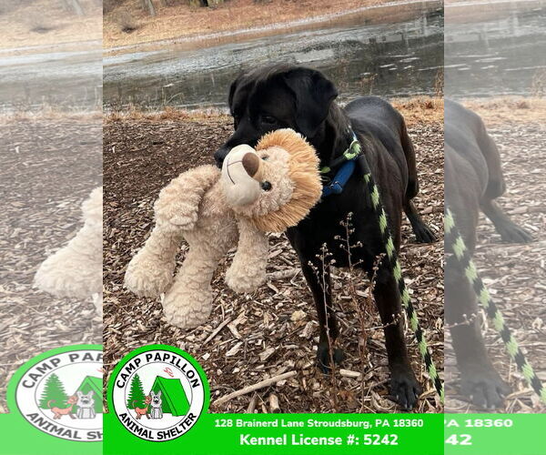 Medium Photo #4 Mutt Puppy For Sale in Stroudsburg, PA, USA