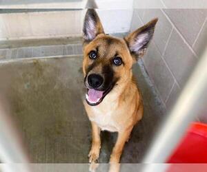 German Shepherd Dog-Unknown Mix Dogs for adoption in Orange, CA, USA