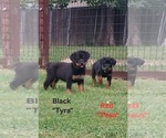 Small #1 Rottweiler