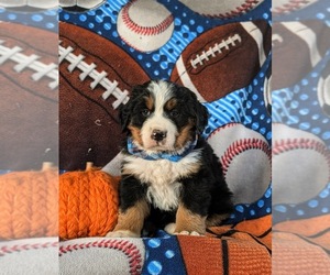 Bernese Mountain Dog Puppy for sale in NEW HOLLAND, PA, USA