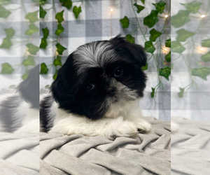 Shih Tzu Puppy for sale in MARIETTA, GA, USA